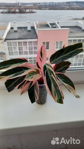 Строманта мультиколор триколор, трехцветная