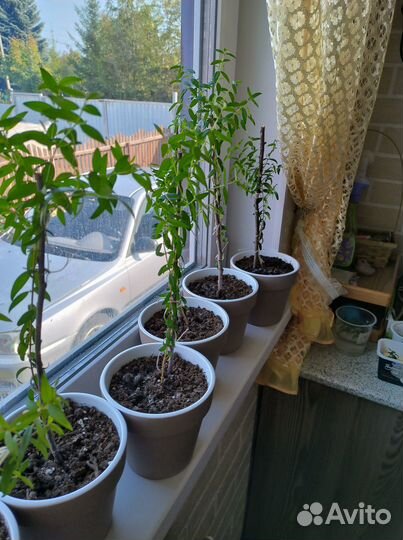 Мирт для формирования