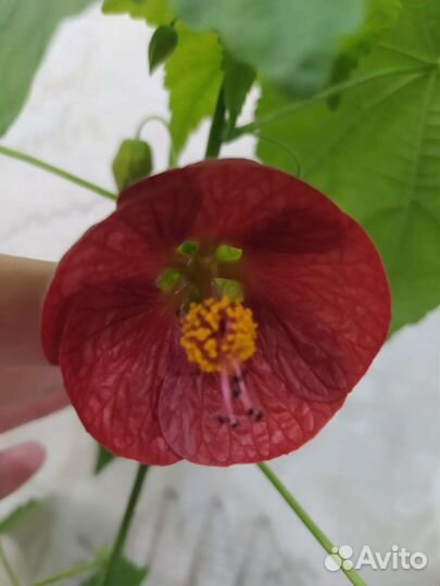 Излишки комнатных растений