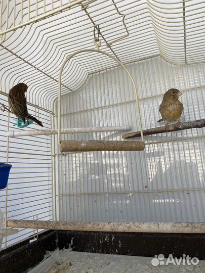 Кенара и канарейки