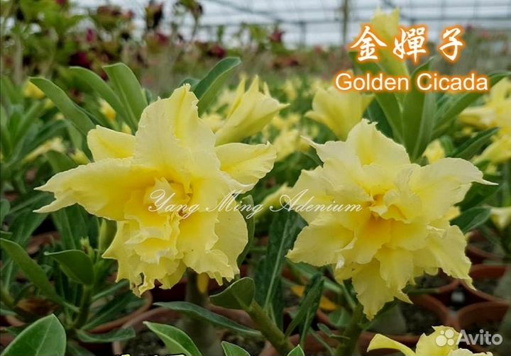 Адениум мульти прививка