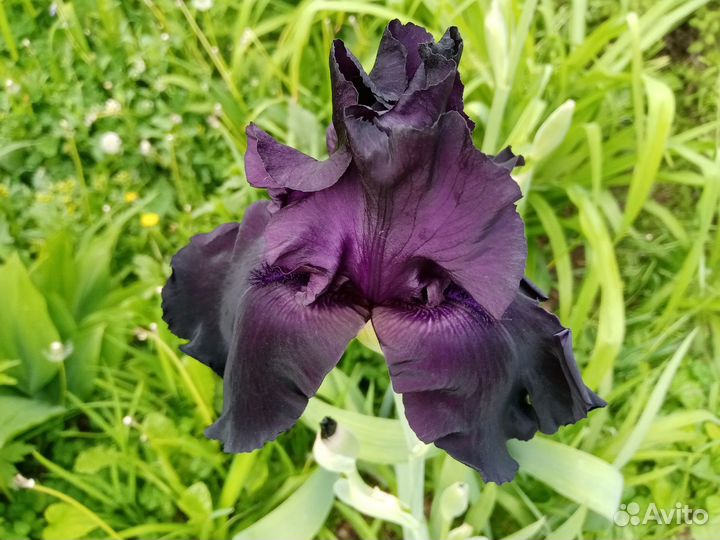 Лилейники, ирисы сортовые и другие растения