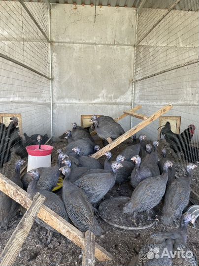 Цесарка подрощеная (бройлерная)