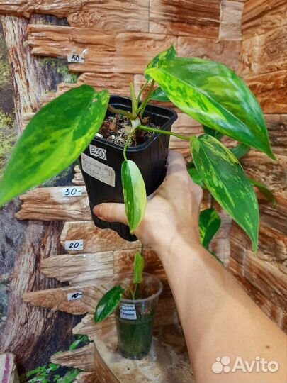 Излишки растений