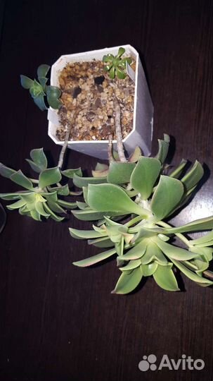 Эониум киви