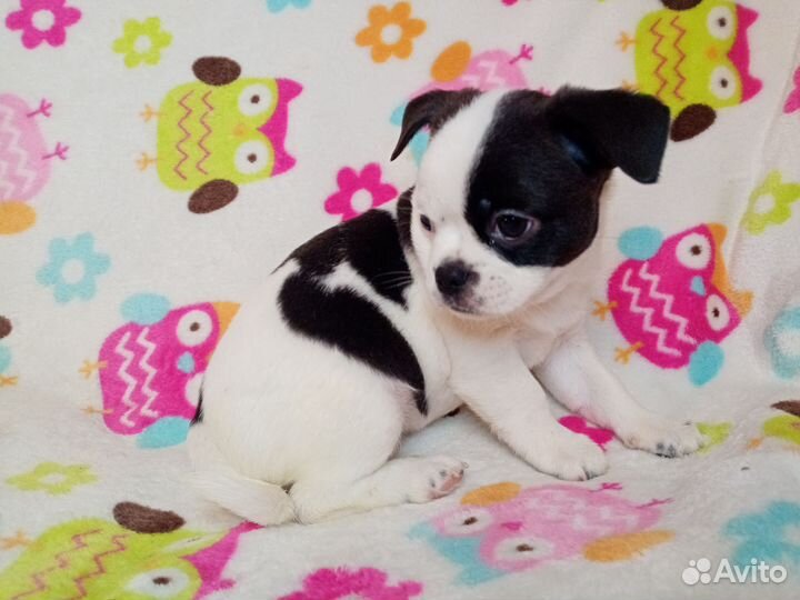 Щенок девочка чихуахуа 1,5 мес