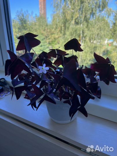 Комнатные цветы