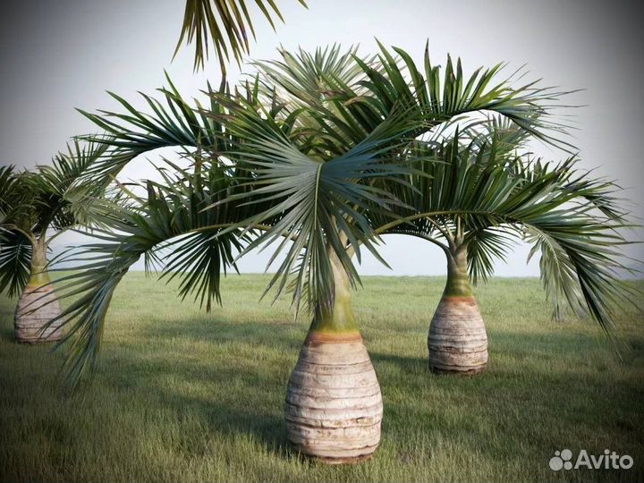 Hyophorbe Lagenicaulis / Бутылочная пальма