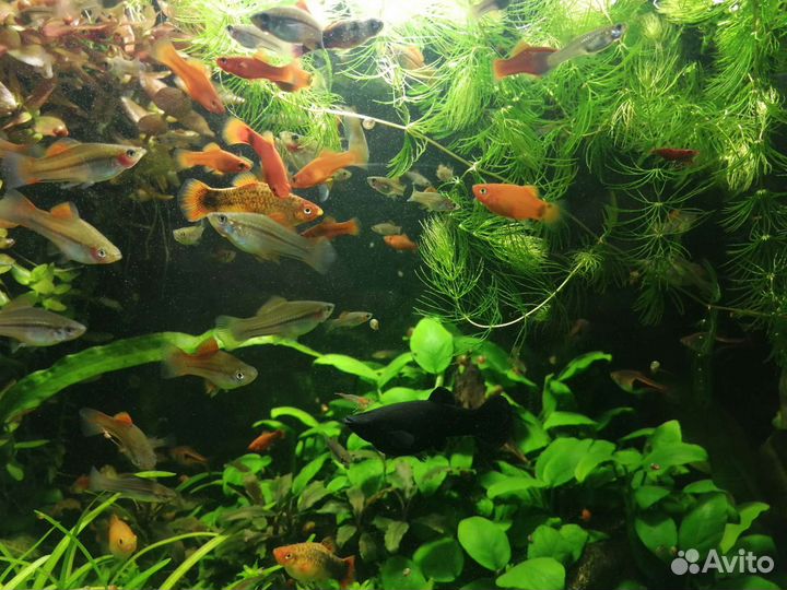 Аквариумные рыбки