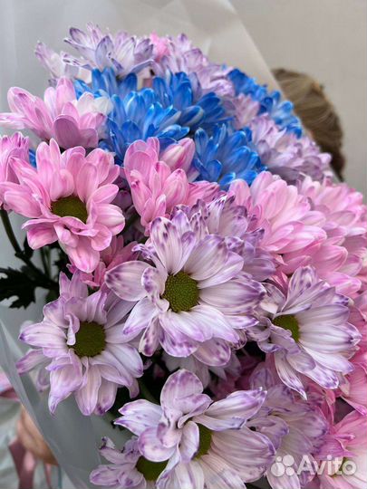 Ромашки. Хризантема ромашковидная