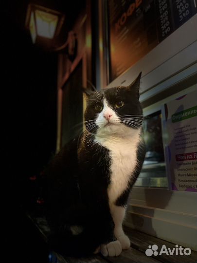 Мобильный фотограф спб