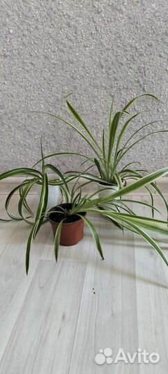 Хлорофитум, филодендрон 