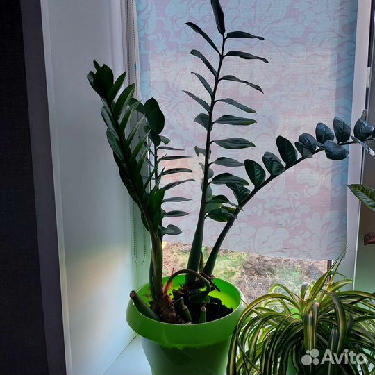 Замиокулькас