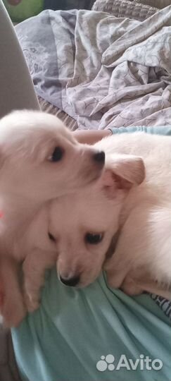 Отдаём щенков