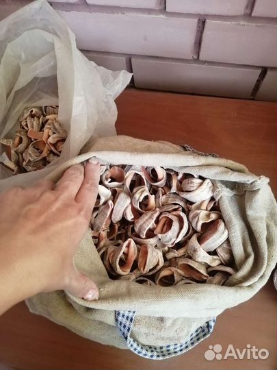 Морские ракушки