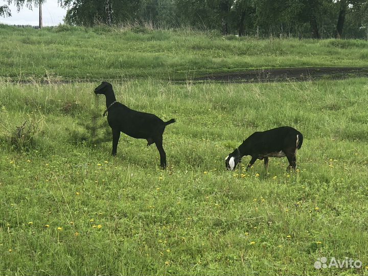 Две козочки
