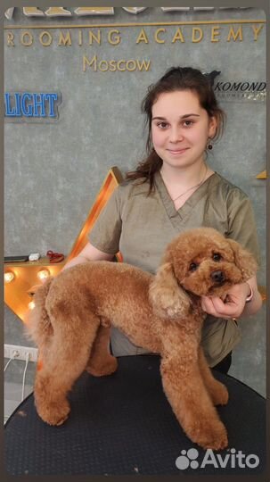 Грумер стрижка собак