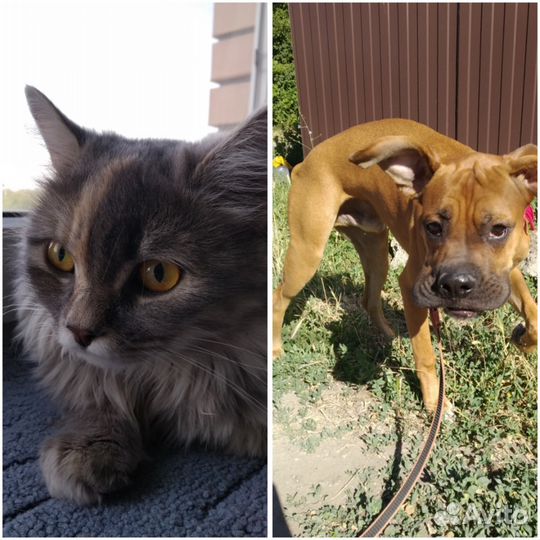 Передержка - гостиница для животных