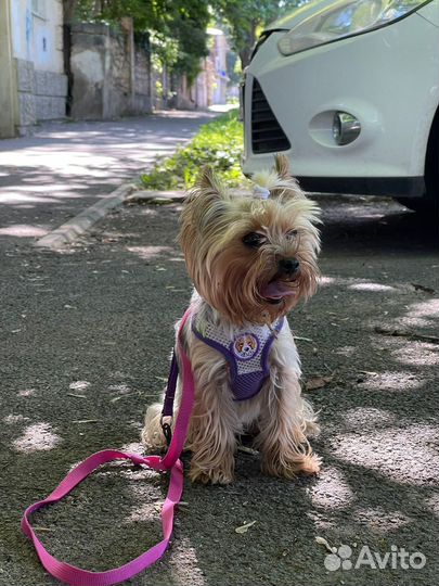 Йоркширский терьер мини