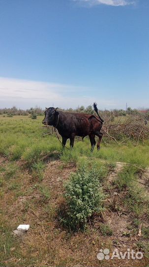 Продажа быка