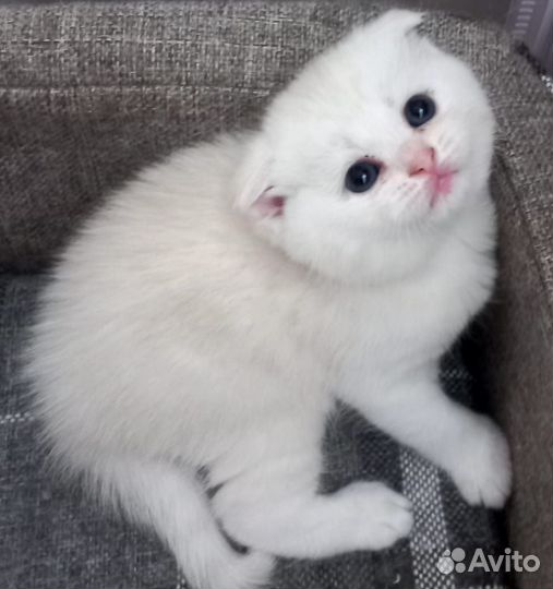 Шотландская