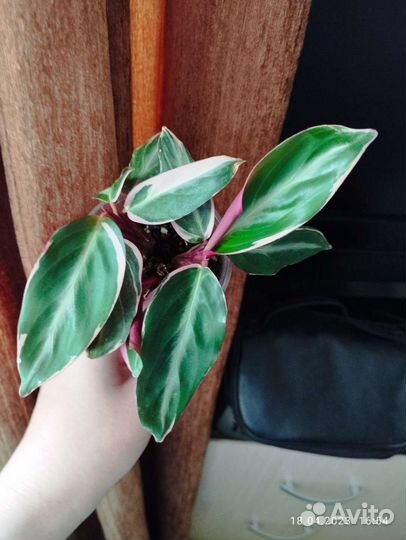 Строманта триколор