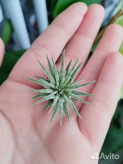 Тилландсия атмосферная