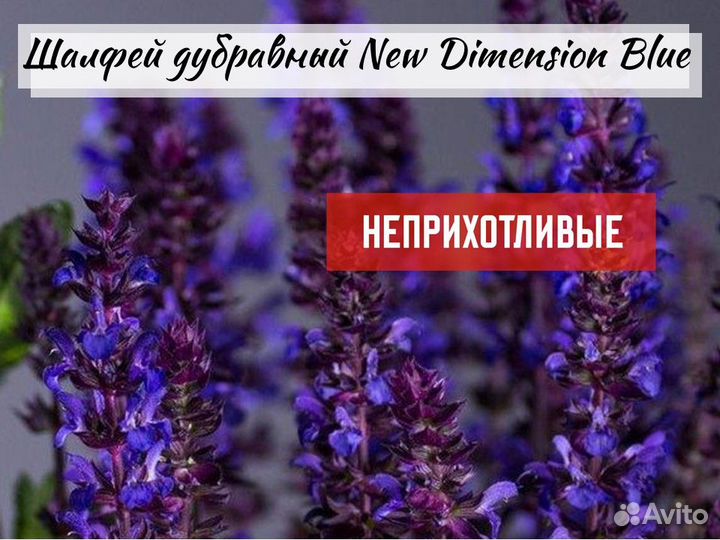 Шалфей дубравный (сальвия) сортовой