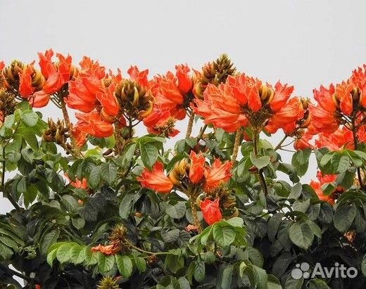 Спатодея семена