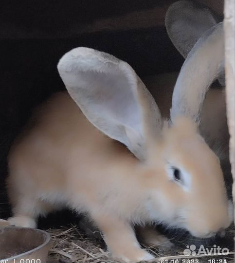 Продам кроликов