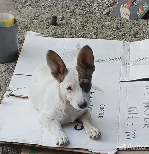 Собака в добрые руки щенок