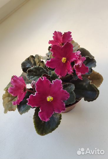 Фиалка в горшке