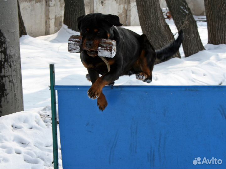 Реальные услуги для собак