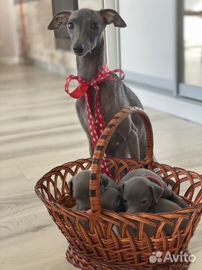 Игрушка ветра щенки левретки