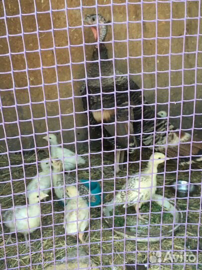 Индюшата домашние