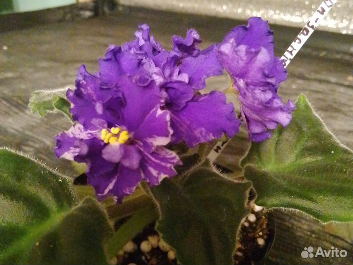 Фиалки стартеры цветущие