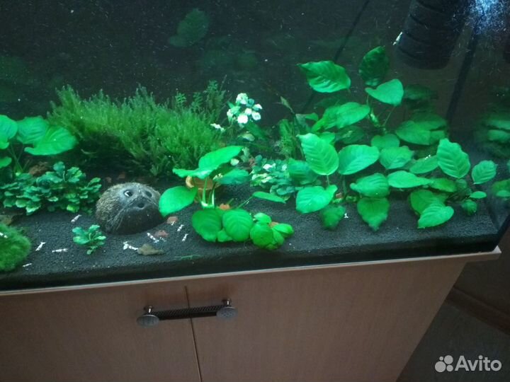 Креветки аквариумные - чёрные кристаллы