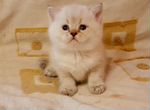 Британский золотой котенок ау 1133