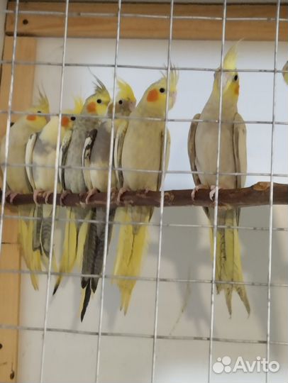 Попугаи Кореллы, возраст 2 месяца