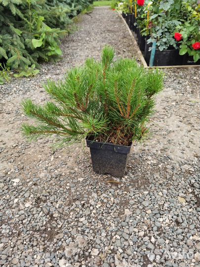Горная сосна, хвойники в горшках