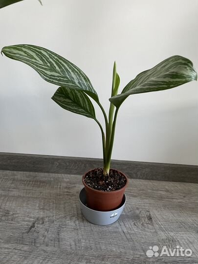 Аглаонема страйпс