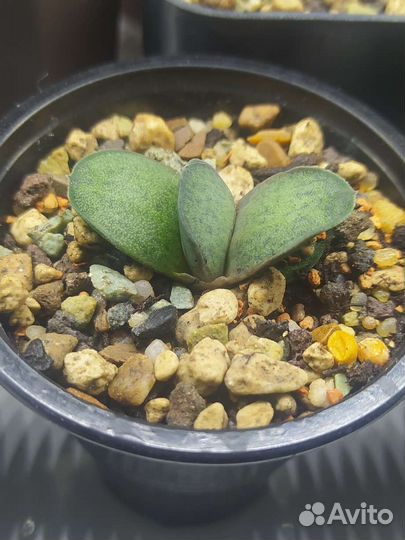 Гастерия Brachyphylla bayeri