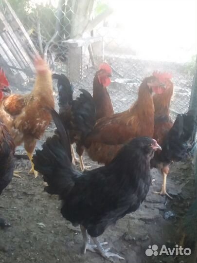 Петушки молодые 5 месяцев