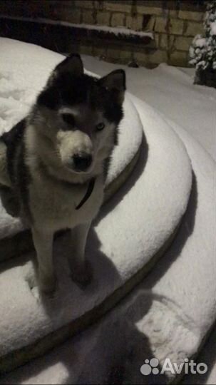 Потерялась собака