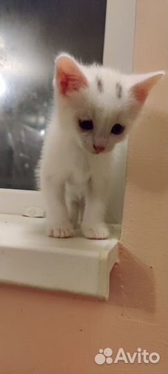 Котенок в добрые руки