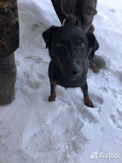 Немецкий ягдтерьер