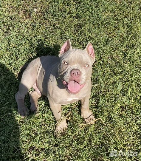 Американский булли - лиловые кобели покет