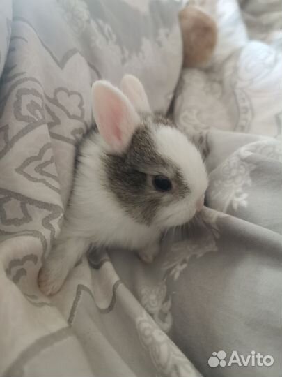 Декоративные кролики