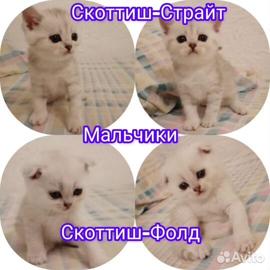 Шотландские серебристо-тикированные шиншилла