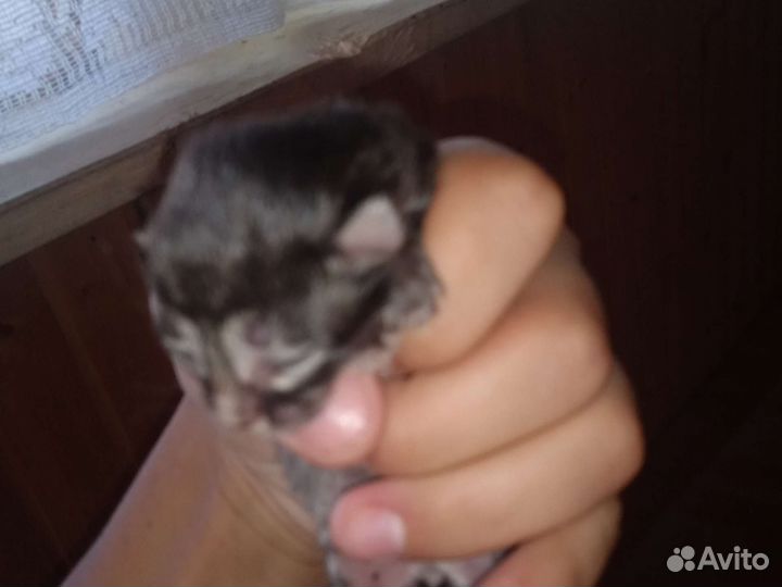 Отдам котят